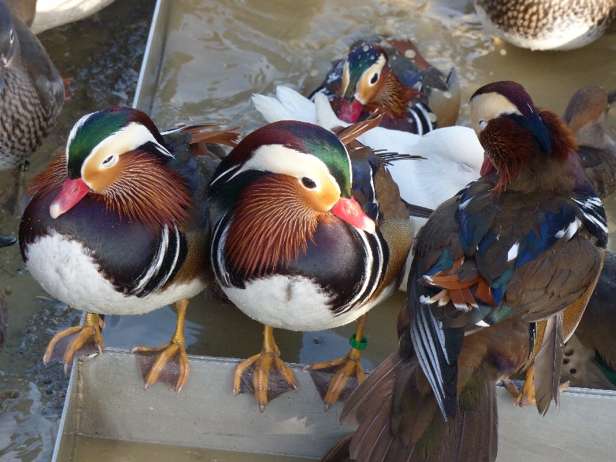 Les plus beaux, c'est nous !